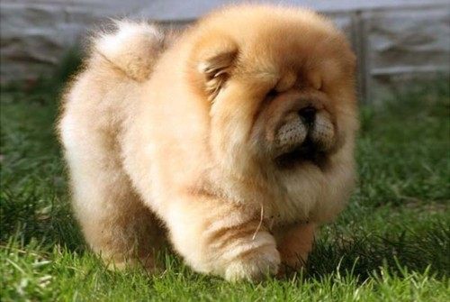 เชาว์ เชาว์ Chow Chow.....