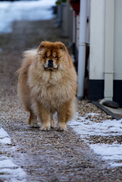 เชาว์ เชาว์ Chow Chow.....