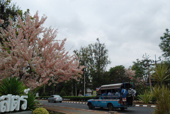 ต้นกัลปพฤกษ์ ต้นไม้ประจำมหาวิทยาลัย