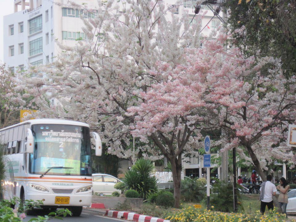 ที่นี่ ... มหาวิทยาลัยขอนแก่น