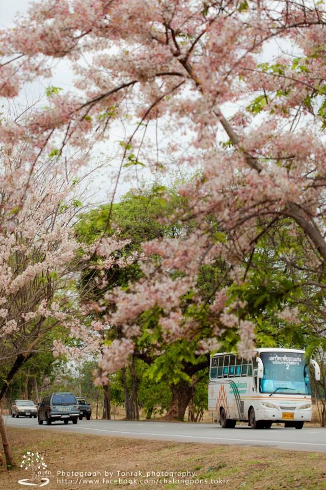 ต้นกัลปพฤกษ์ ต้นไม้ประจำมหาวิทยาลัย