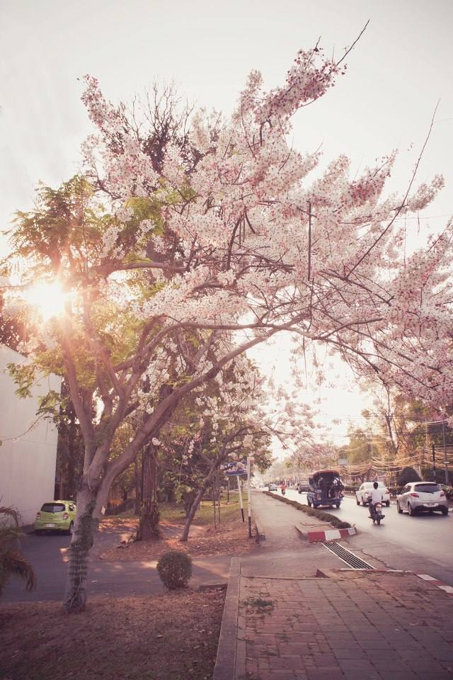 ต้นกัลปพฤกษ์ ต้นไม้ประจำมหาวิทยาลัย