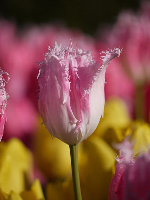 สีสันบนโลก 11