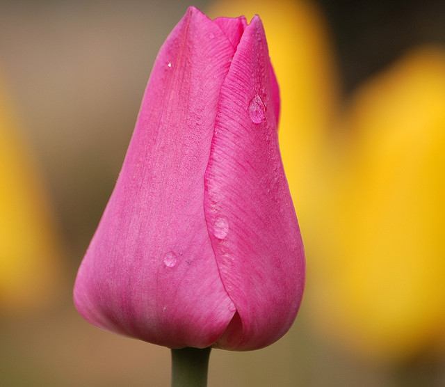 สีสันบนโลก 11