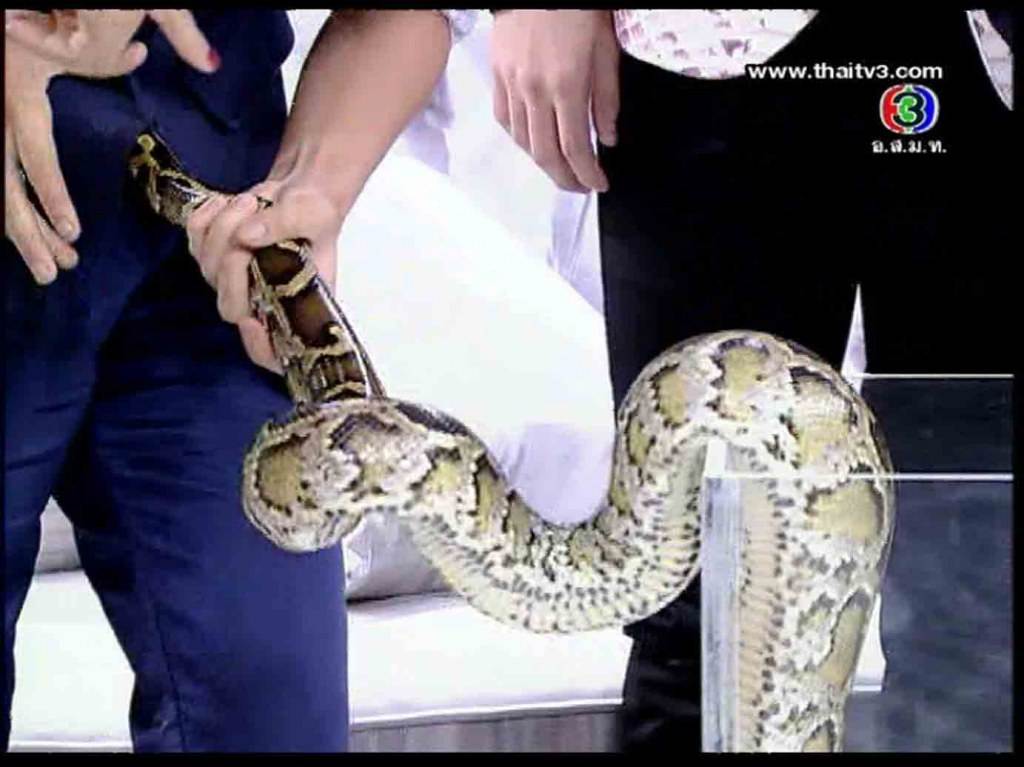 งูพิเรน สอดหางเข้าไปได้นะ นั้นมันของคนนะ // เสียวแทน เนตั้น หล๊ายหลาย //