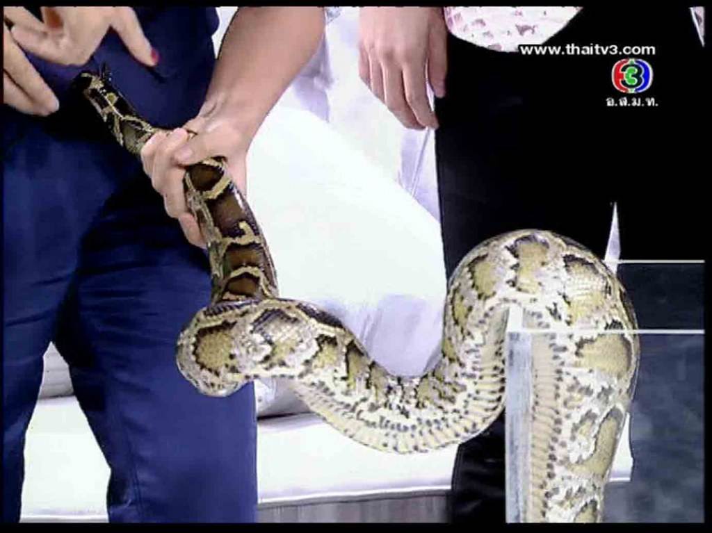 งูพิเรน สอดหางเข้าไปได้นะ นั้นมันของคนนะ // เสียวแทน เนตั้น หล๊ายหลาย //