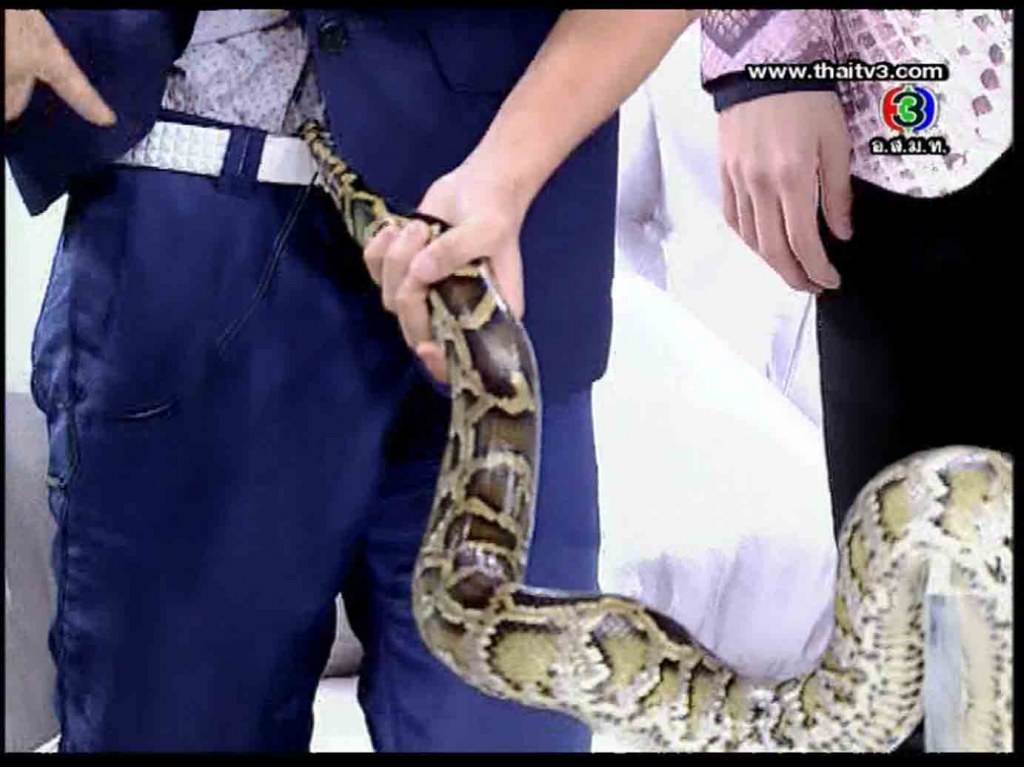 งูพิเรน สอดหางเข้าไปได้นะ นั้นมันของคนนะ // เสียวแทน เนตั้น หล๊ายหลาย //
