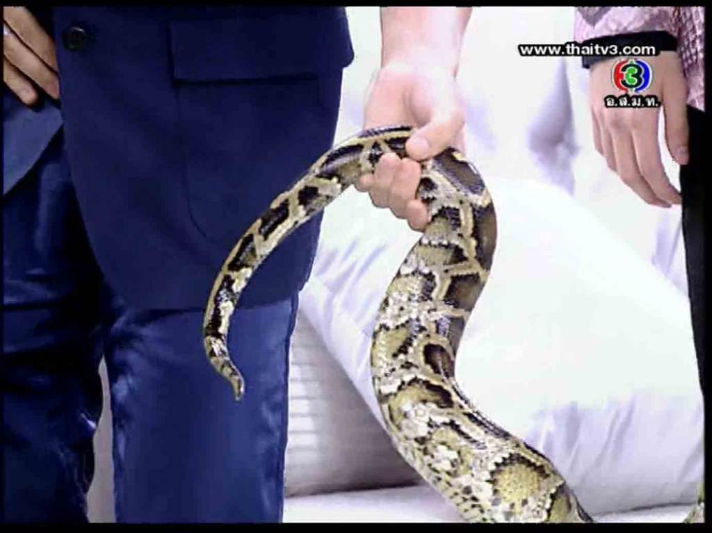 งูพิเรน สอดหางเข้าไปได้นะ นั้นมันของคนนะ // เสียวแทน เนตั้น หล๊ายหลาย //