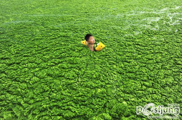 สาหร่ายขยายตัว อย่างน่ากลัว ในจีน