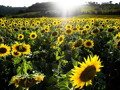 A beautiful World 18
