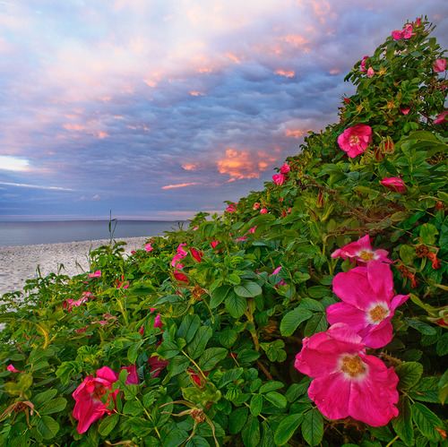 A beautiful World 23