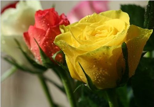 Flower
