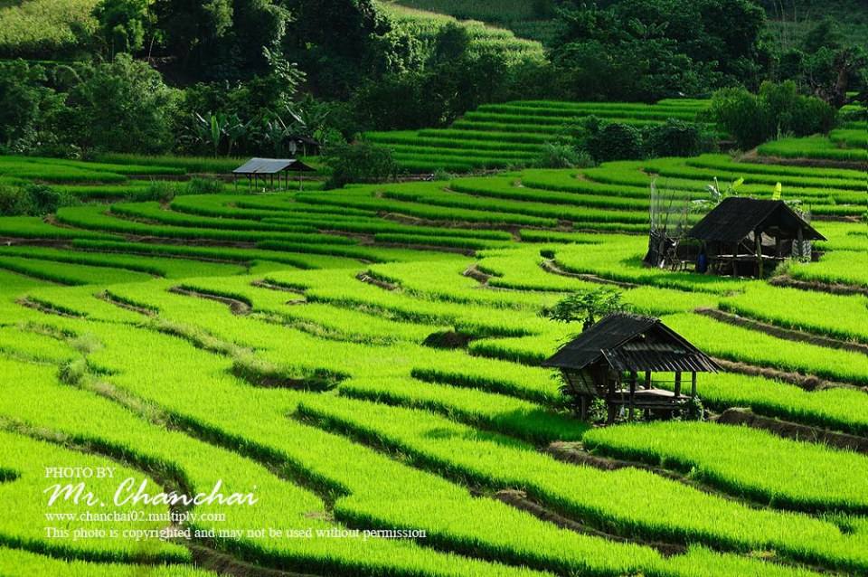 รูปนาข้าวสวยๆครับ สำหรับคนคิดถึงบ้าน