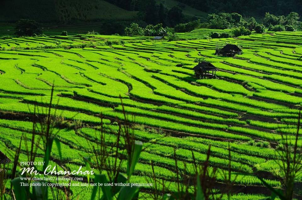 รูปนาข้าวสวยๆครับ สำหรับคนคิดถึงบ้าน