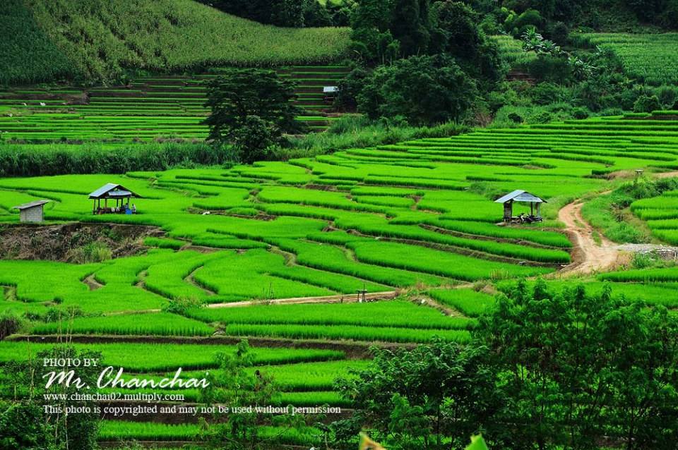 รูปนาข้าวสวยๆครับ สำหรับคนคิดถึงบ้าน