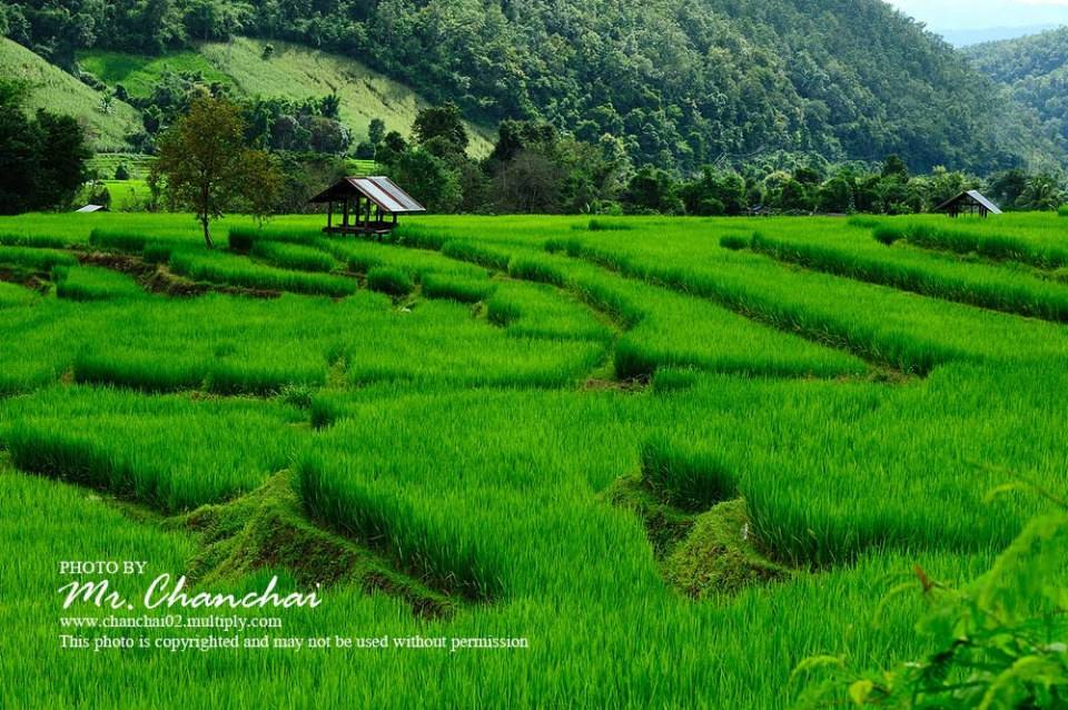 รูปนาข้าวสวยๆครับ สำหรับคนคิดถึงบ้าน