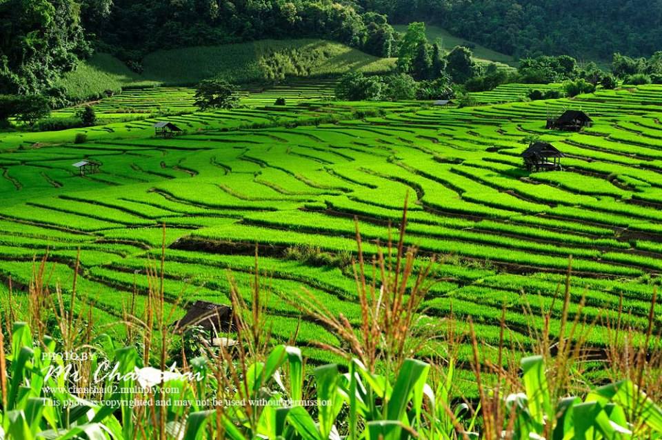 รูปนาข้าวสวยๆครับ สำหรับคนคิดถึงบ้าน