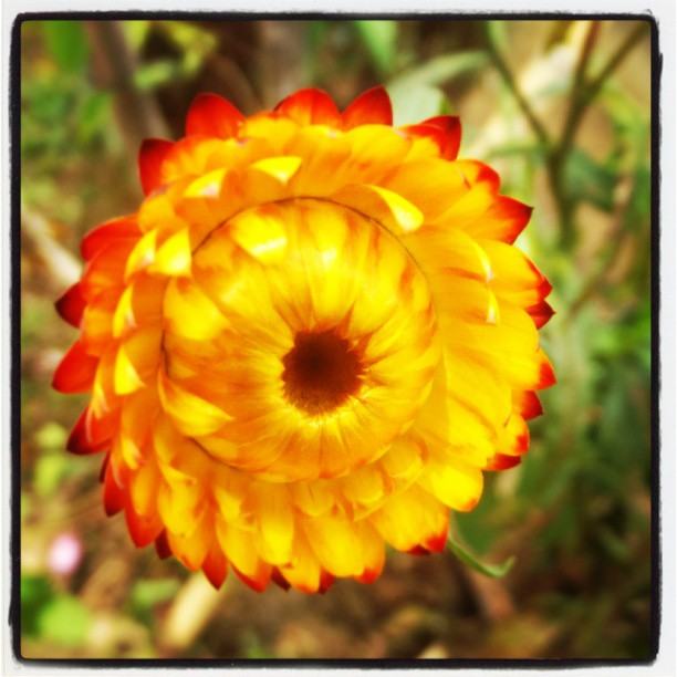 สีสัน