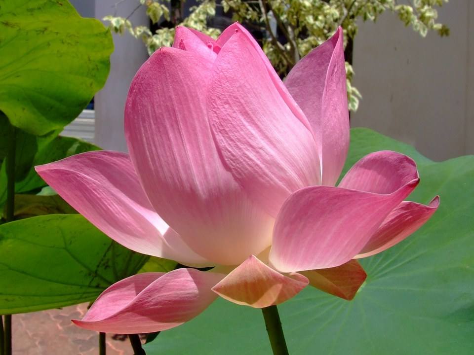 ดอกไม้สวยๆเพื่อคุณ ^_^ .
