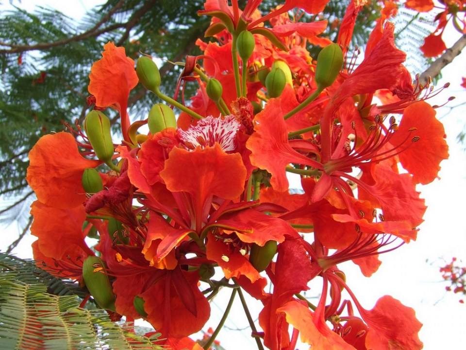 ดอกไม้สวยๆเพื่อคุณ ^_^ .