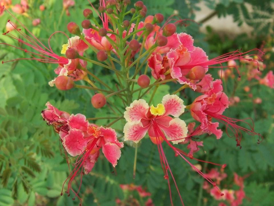 ดอกไม้สวยๆเพื่อคุณ ^_^ .