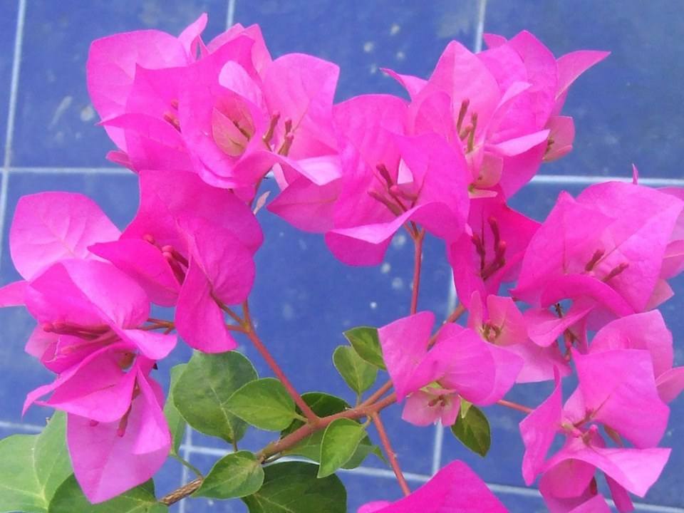 ดอกไม้สวยๆเพื่อคุณ ^_^ .