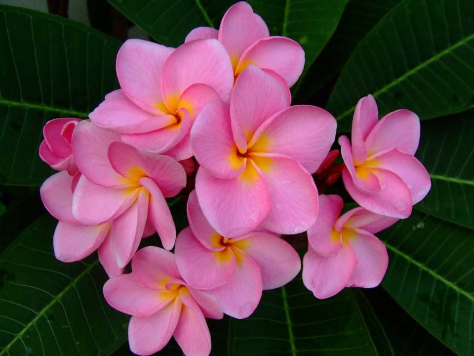 ดอกไม้สวยๆเพื่อคุณ ^_^ .