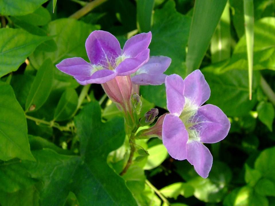 ดอกไม้สวยๆเพื่อคุณ ^_^ .