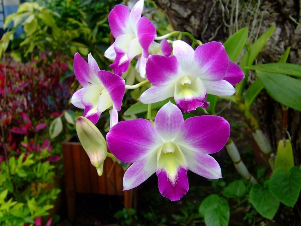 ดอกไม้สวยๆเพื่อคุณ ^_^ .