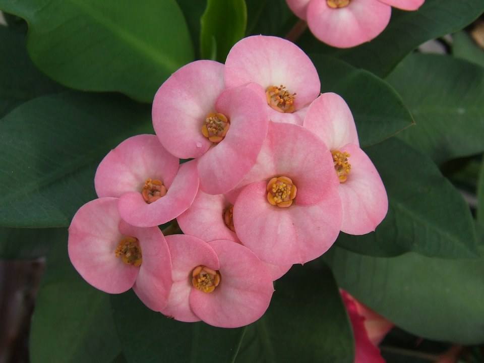 ดอกไม้สวยๆเพื่อคุณ ^_^ .