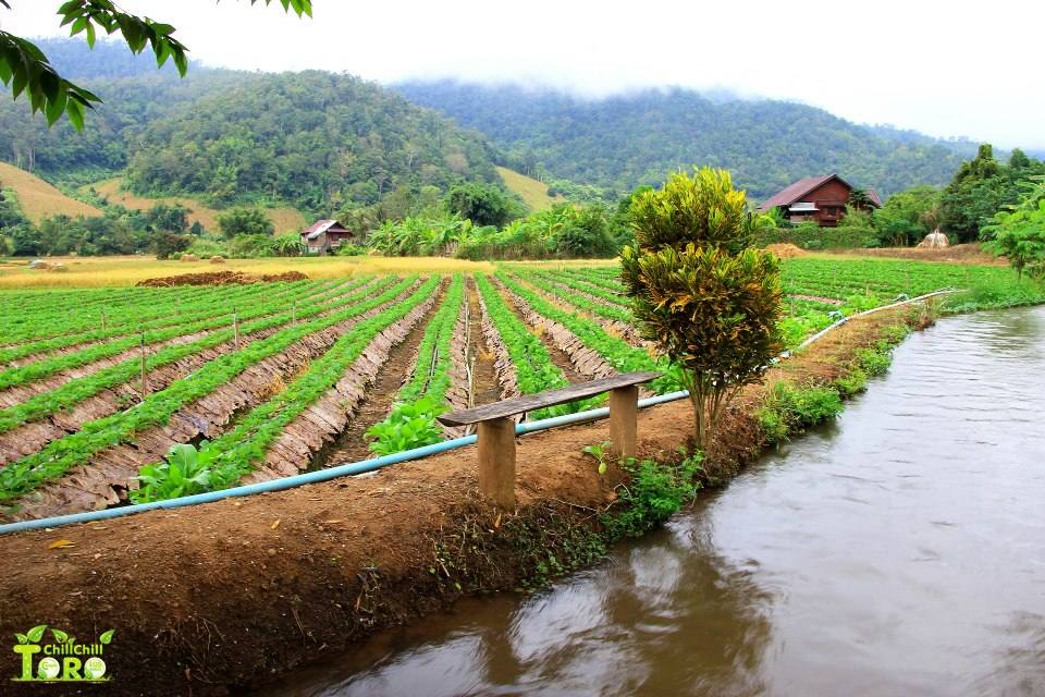 ไร่สตรอเบอรี่ อ.สะเมิ ง  บ้านผมเองครับ อิอิ