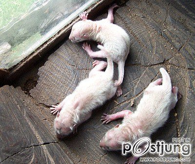 สัตว์ตอนเด็ก ๒