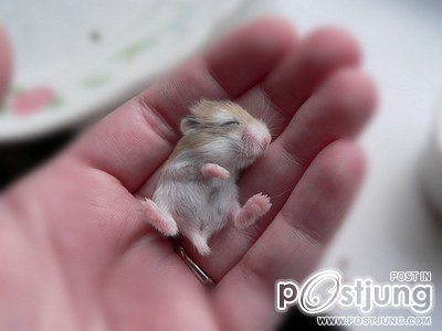 สัตว์ตอนเด็ก ๒
