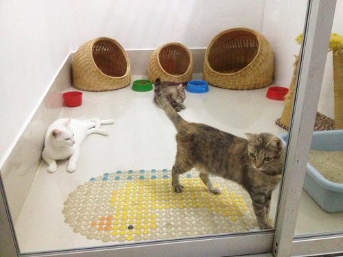 โรงแรมสำหรับน้องเหมียว