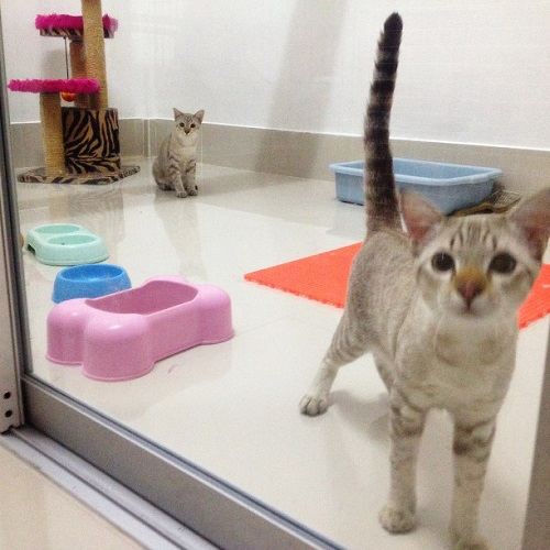 โรงแรมสำหรับน้องเหมียว