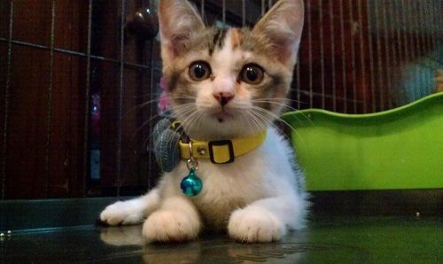 โรงแรมสำหรับน้องเหมียว