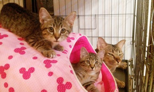 โรงแรมสำหรับน้องเหมียว