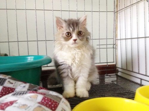 โรงแรมสำหรับน้องเหมียว
