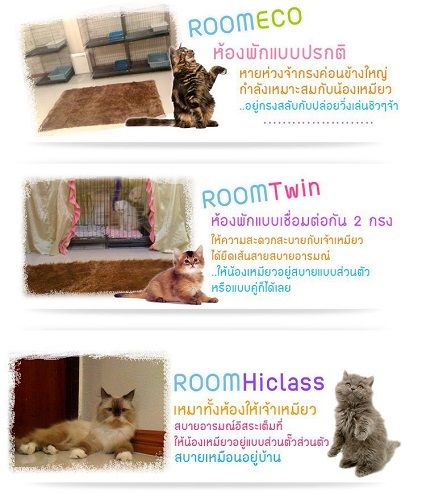 โรงแรมสำหรับน้องเหมียว