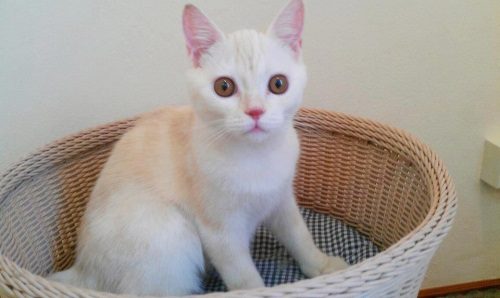 โรงแรมสำหรับน้องเหมียว