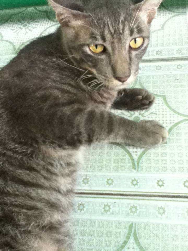 แมวขี้เล่น PHATAM