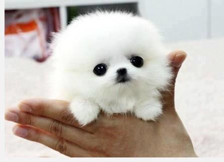 สัตว์โลกแสนน่ารัก
