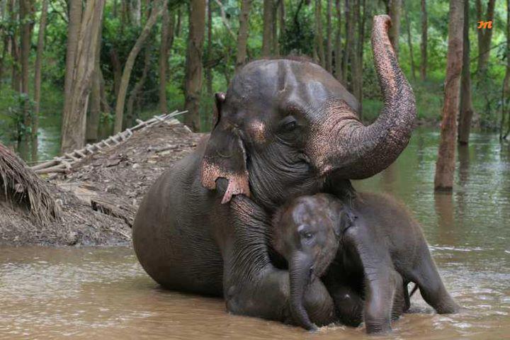 สัตว์โลกแสนน่ารัก
