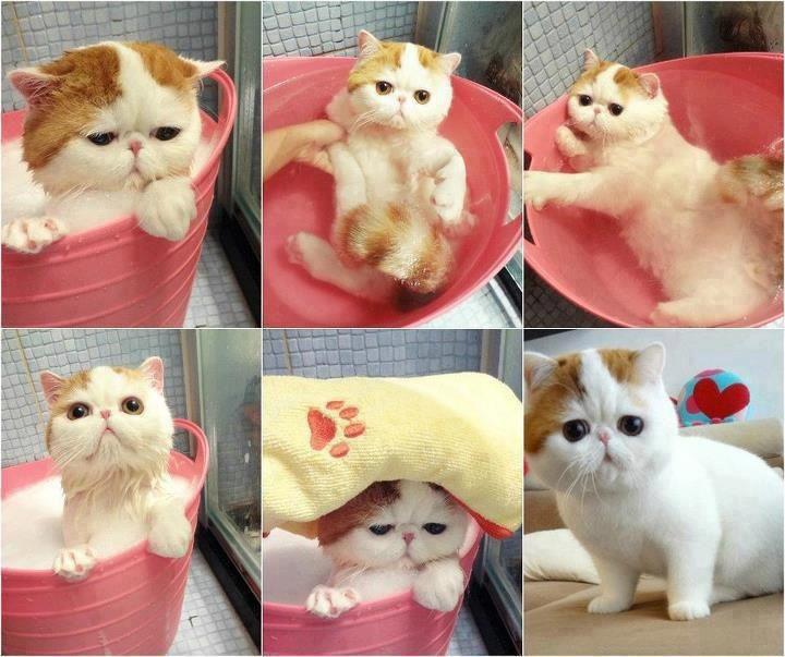 สัตว์โลกแสนน่ารัก