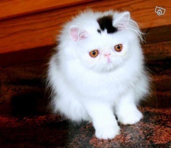 สัตว์โลกแสนน่ารัก
