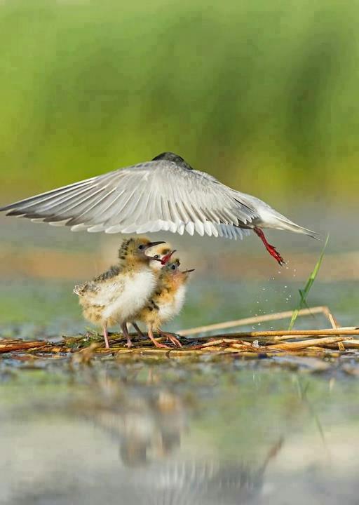 สัตว์โลกแสนน่ารัก