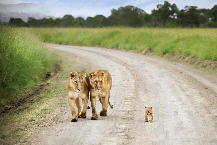 สัตว์โลกแสนน่ารัก