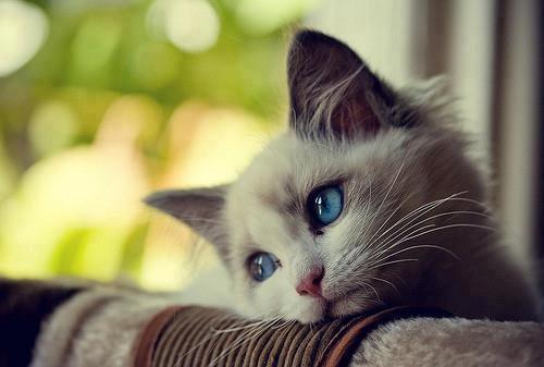 สัตว์โลกแสนน่ารัก