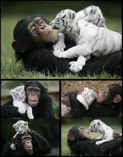 สัตว์โลกแสนน่ารัก