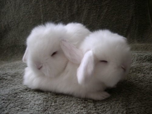 สัตว์โลกแสนน่ารัก